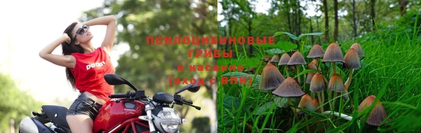 гидра Аркадак